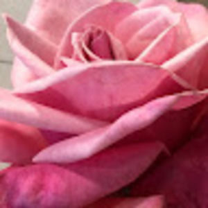 Meet your Posher, Leslie